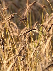 Preview wallpaper wheat, ears, grass