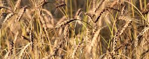 Preview wallpaper wheat, ears, grass