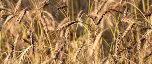 Preview wallpaper wheat, ears, grass