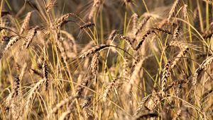 Preview wallpaper wheat, ears, grass