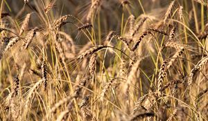 Preview wallpaper wheat, ears, grass