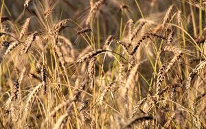 Preview wallpaper wheat, ears, grass