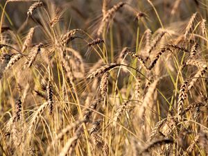 Preview wallpaper wheat, ears, grass