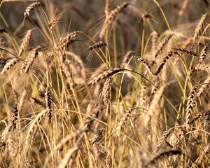 Preview wallpaper wheat, ears, grass
