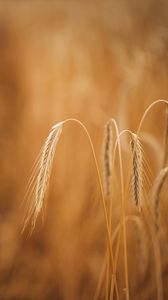 Preview wallpaper wheat, ears, macro