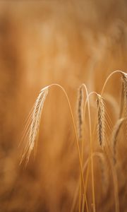 Preview wallpaper wheat, ears, macro