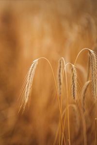 Preview wallpaper wheat, ears, macro