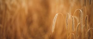 Preview wallpaper wheat, ears, macro