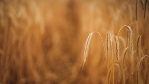 Preview wallpaper wheat, ears, macro