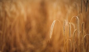 Preview wallpaper wheat, ears, macro