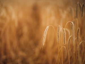 Preview wallpaper wheat, ears, macro