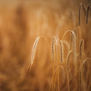 Preview wallpaper wheat, ears, macro