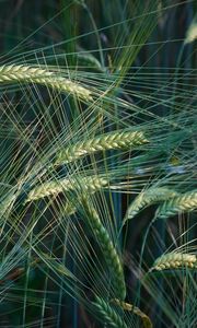 Preview wallpaper wheat, ears, macro, field