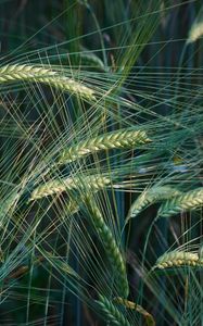 Preview wallpaper wheat, ears, macro, field