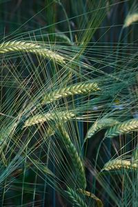 Preview wallpaper wheat, ears, macro, field