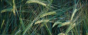 Preview wallpaper wheat, ears, macro, field