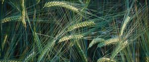 Preview wallpaper wheat, ears, macro, field