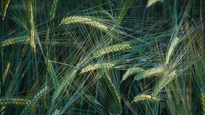 Preview wallpaper wheat, ears, macro, field