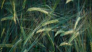 Preview wallpaper wheat, ears, macro, field