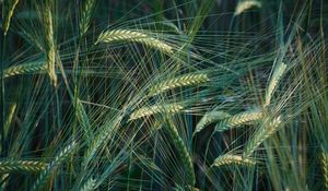 Preview wallpaper wheat, ears, macro, field