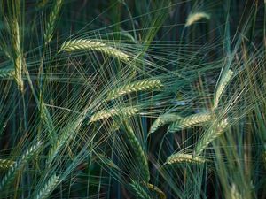 Preview wallpaper wheat, ears, macro, field