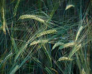 Preview wallpaper wheat, ears, macro, field