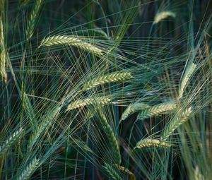 Preview wallpaper wheat, ears, macro, field