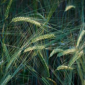 Preview wallpaper wheat, ears, macro, field