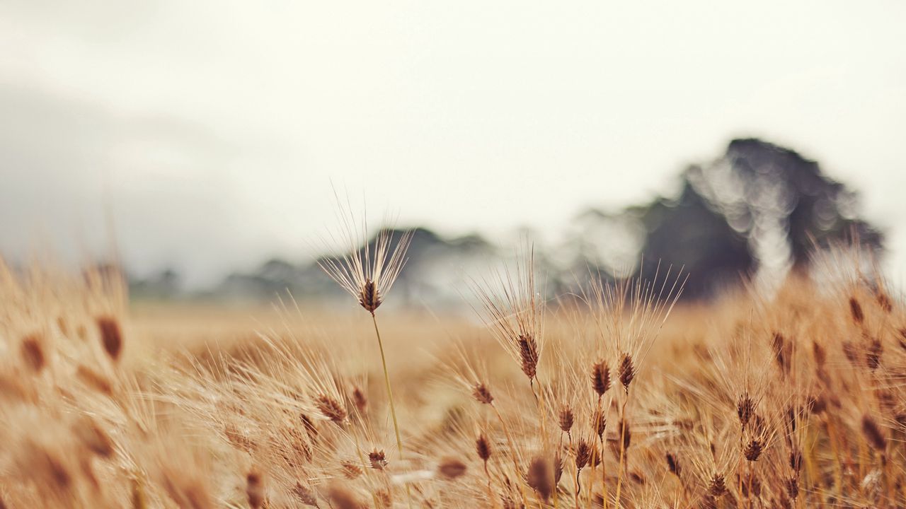 Wallpaper wheat, ears, moustaches, cloudy, degradation