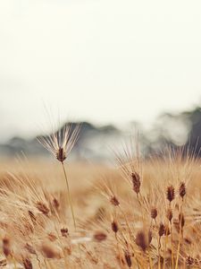 Preview wallpaper wheat, ears, moustaches, cloudy, degradation