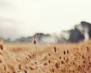 Preview wallpaper wheat, ears, moustaches, cloudy, degradation