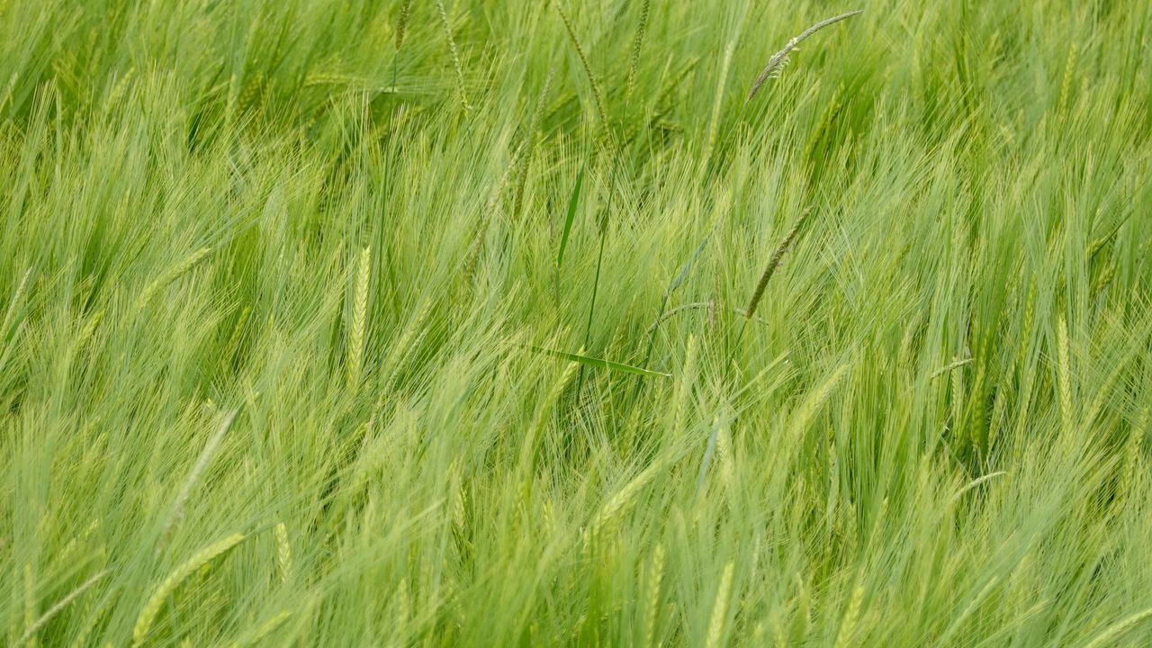 Wallpaper wheat, ears, plant, macro, green