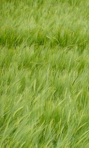 Preview wallpaper wheat, ears, plant, macro, green