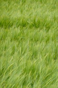 Preview wallpaper wheat, ears, plant, macro, green