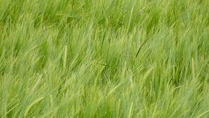 Preview wallpaper wheat, ears, plant, macro, green