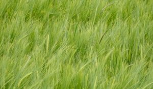 Preview wallpaper wheat, ears, plant, macro, green