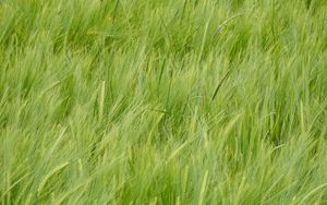 Preview wallpaper wheat, ears, plant, macro, green