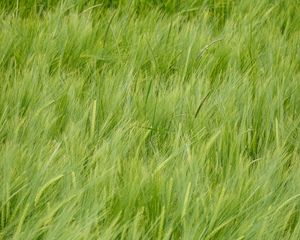 Preview wallpaper wheat, ears, plant, macro, green