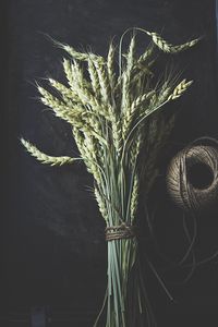 Preview wallpaper wheat, ears, stems, macro