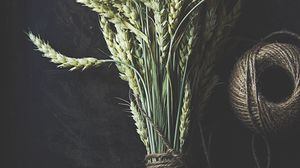 Preview wallpaper wheat, ears, stems, macro