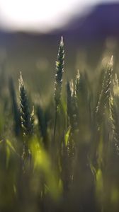 Preview wallpaper wheat, field, blur, ears