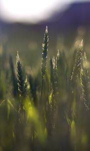 Preview wallpaper wheat, field, blur, ears