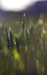 Preview wallpaper wheat, field, blur, ears