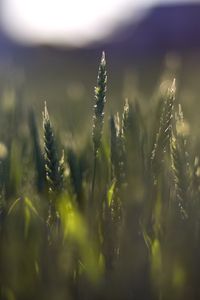 Preview wallpaper wheat, field, blur, ears