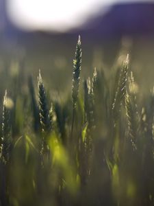 Preview wallpaper wheat, field, blur, ears