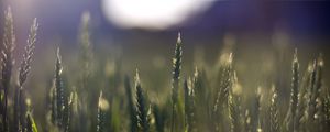 Preview wallpaper wheat, field, blur, ears