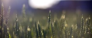 Preview wallpaper wheat, field, blur, ears