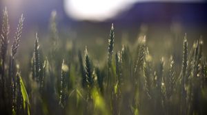 Preview wallpaper wheat, field, blur, ears