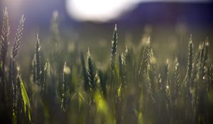 Preview wallpaper wheat, field, blur, ears