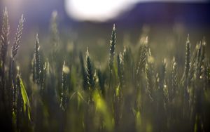 Preview wallpaper wheat, field, blur, ears